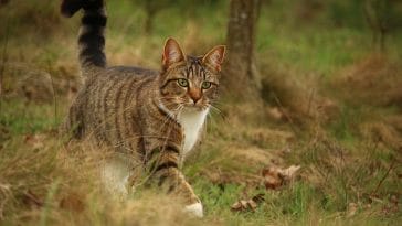 egyptian-god-cat-names