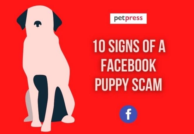 facebook puppy scam