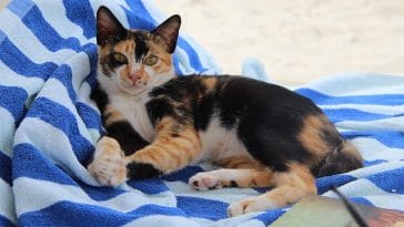 famous-caribbean-cat-names