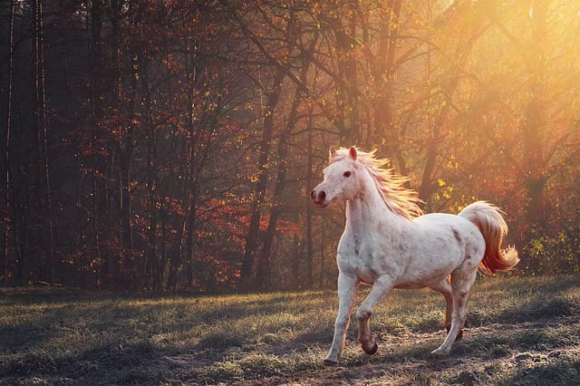 female-biblical-horse-names