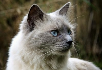 240+ Fairy Cat Names - Good Cat Name Ideas For Your Feline Friend