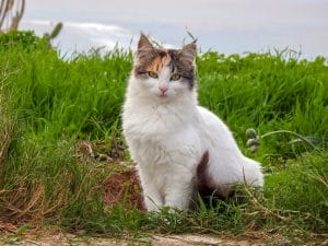 130+ Gypsy Cat Names For Your Nomadic Cute Kitten