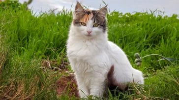 female-gypsy-cat-names