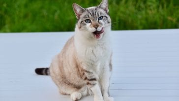 female-haitian-cat-names