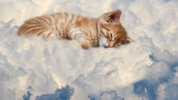 female-heavenly-cat-names