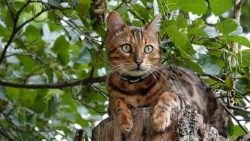 female-nordic-cat-names