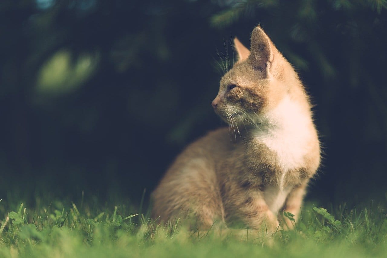 female-vintage-cat-names