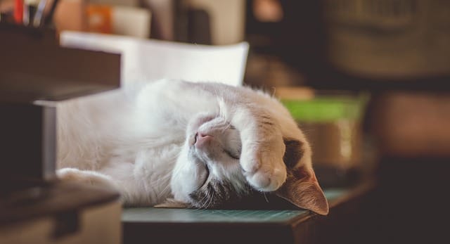 funny-stoner-cat-names