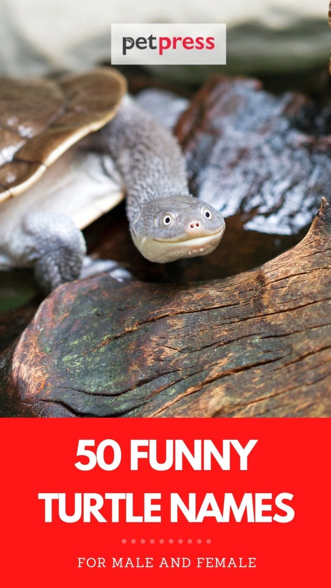 funny turtle names