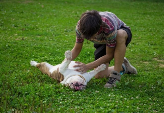 give your dog a gentle massage or belly rub