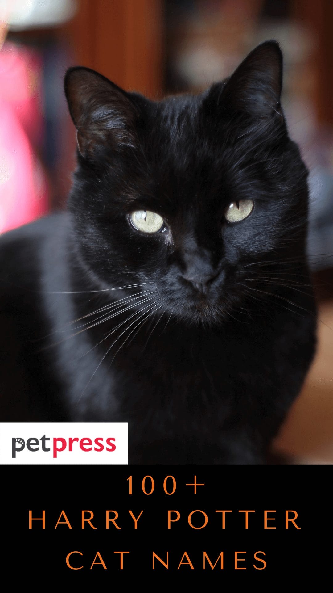 100+ Harry Potter Inspired Cat Names For Your Magical Kitten