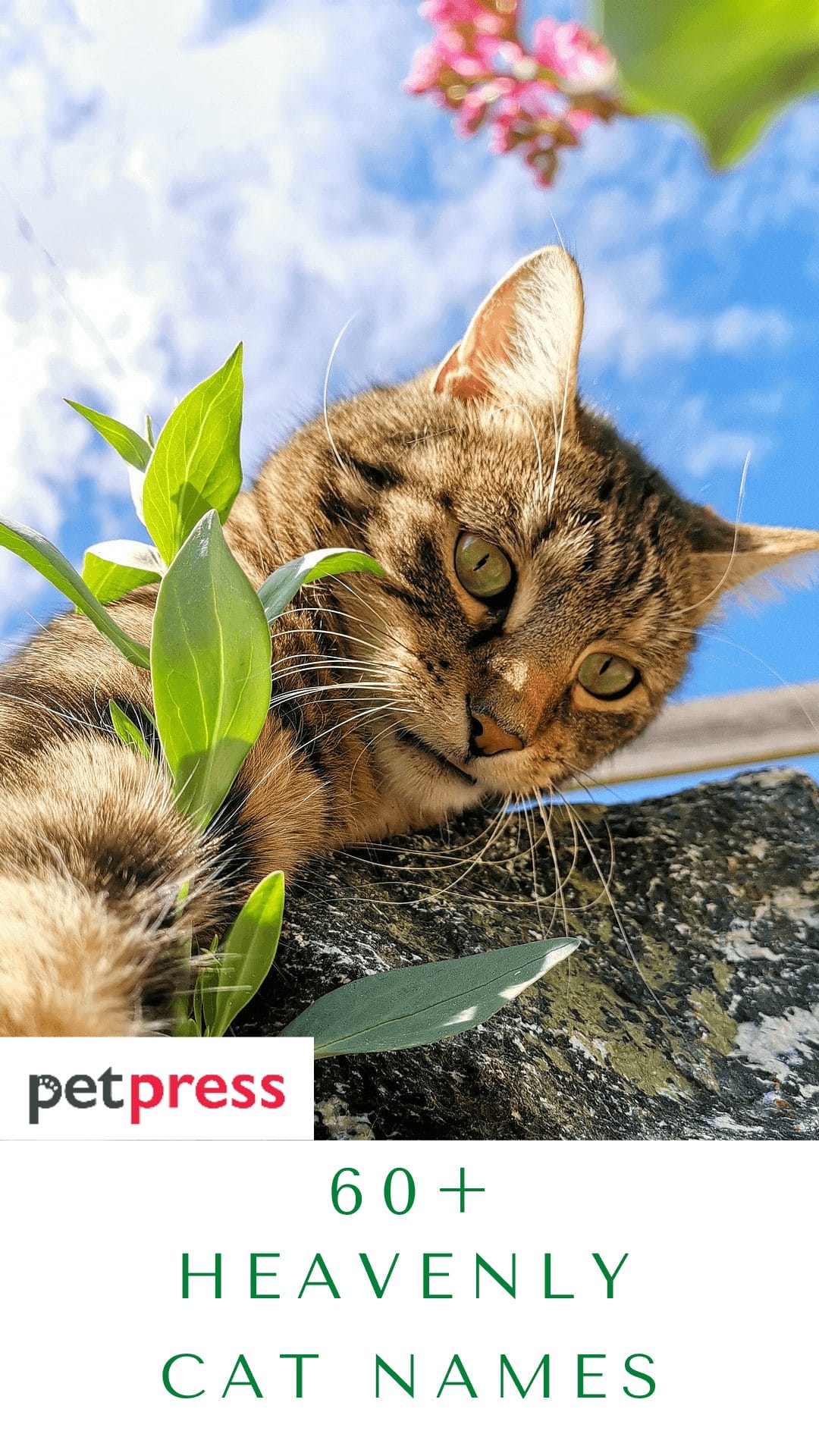 heavenly-cat-names