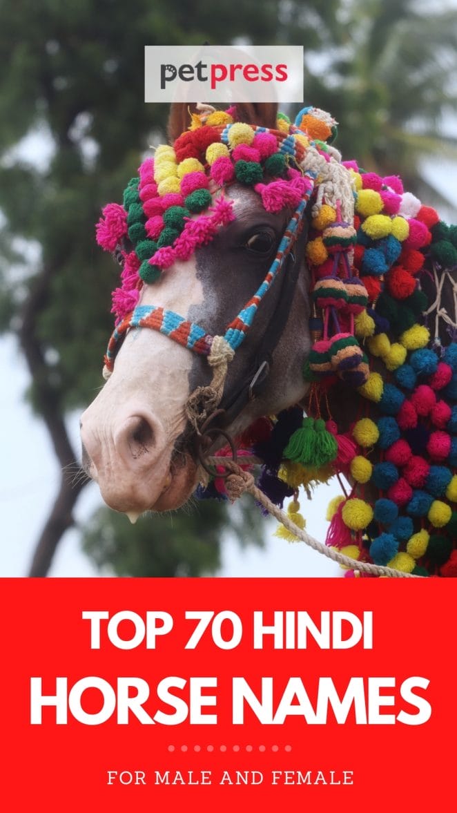 hindi horse names
