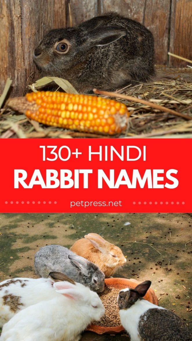 hindi rabbit names