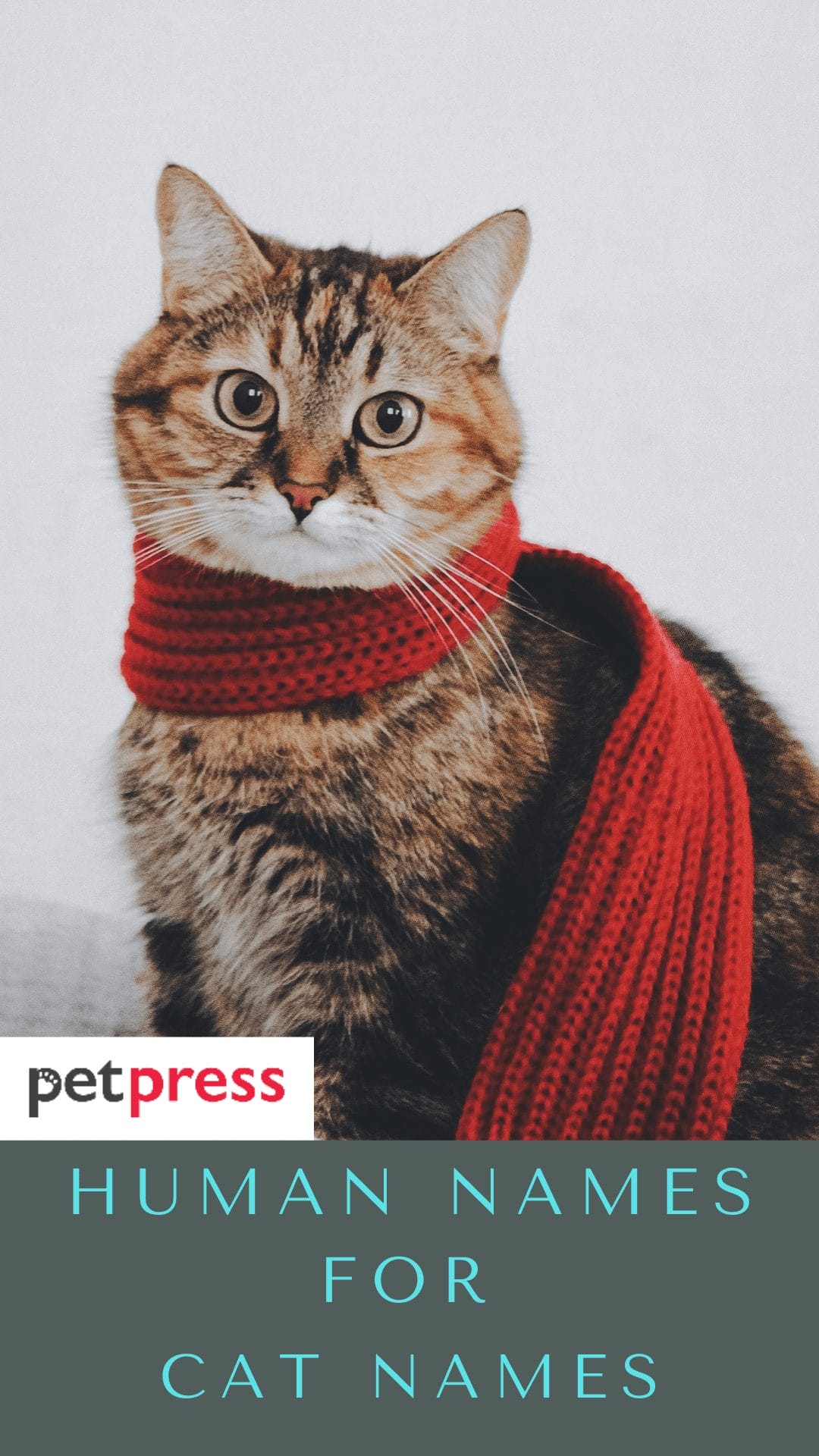 human-names-for-cats