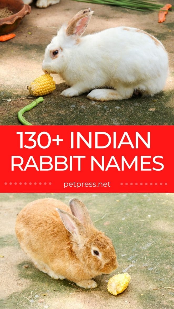 indian rabbit names for naming a pet rabbit