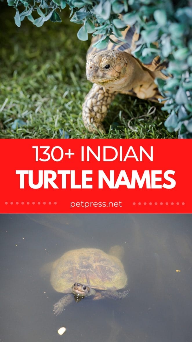 indian tortoise names