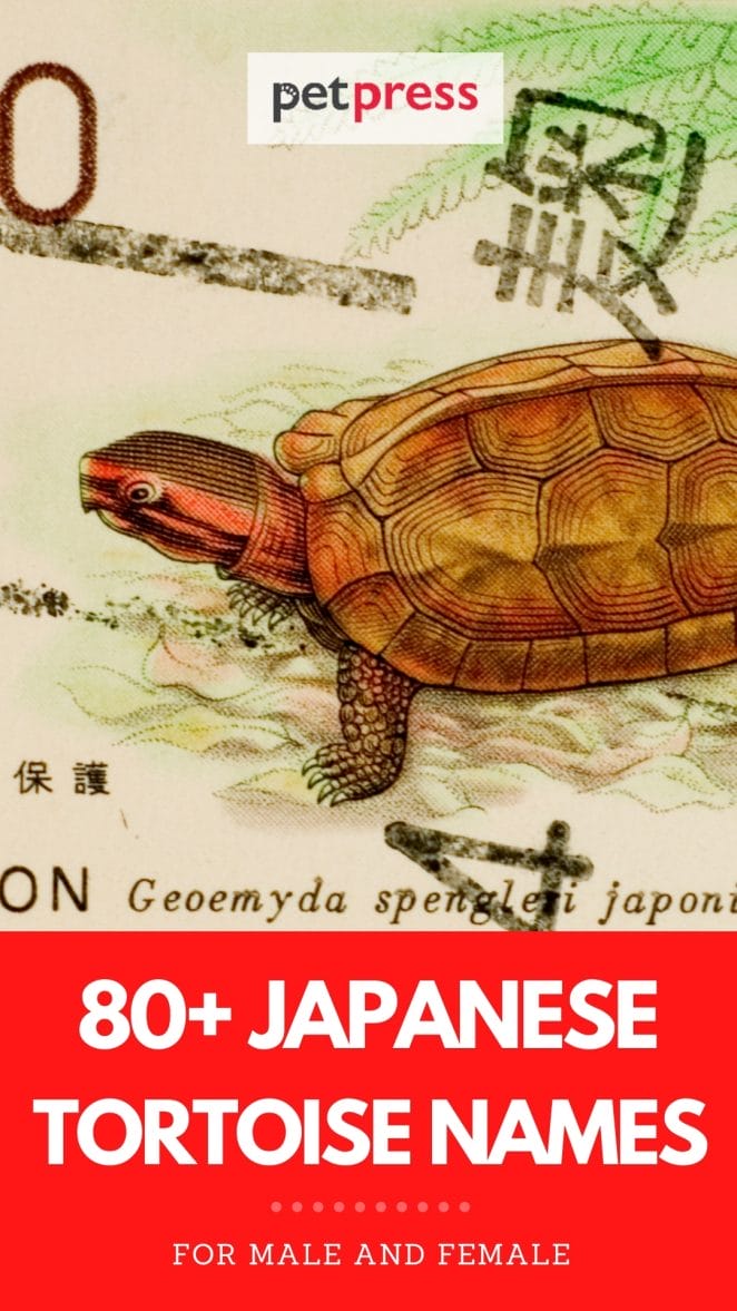japanese tortoise names