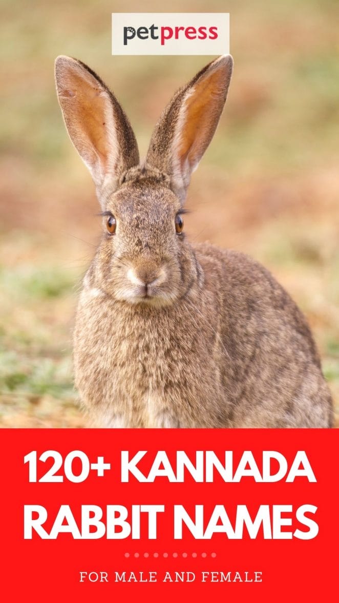 kannada rabbit names