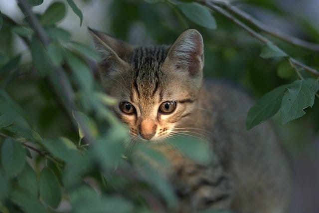 kikis-delivery-service-anime-cat-names