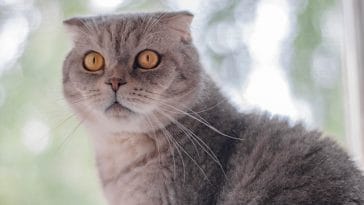 luxury-male-cat-names