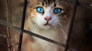 male-anime-cat-names-01