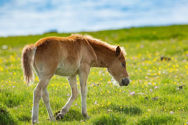 male-biblical-horse-names