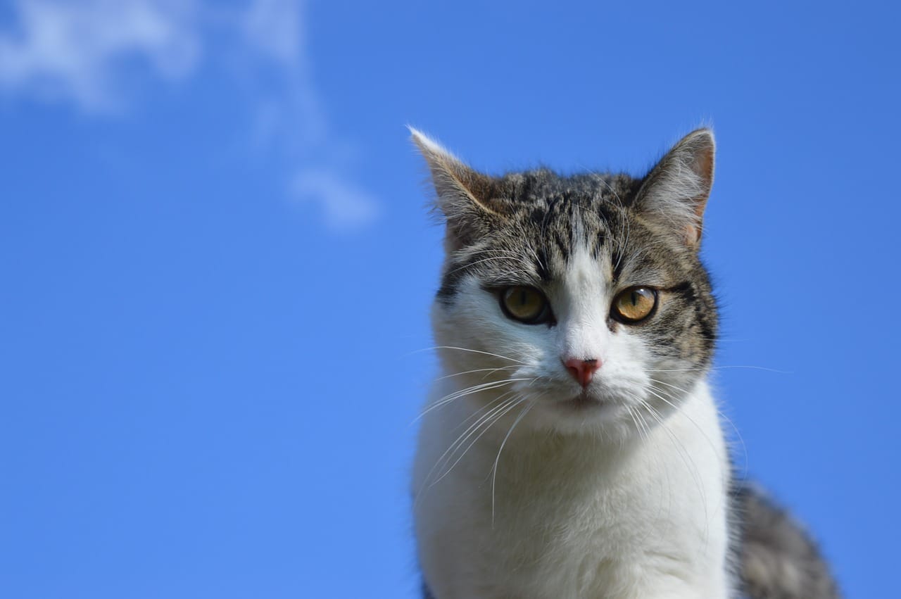 male-heavenly-cat-names
