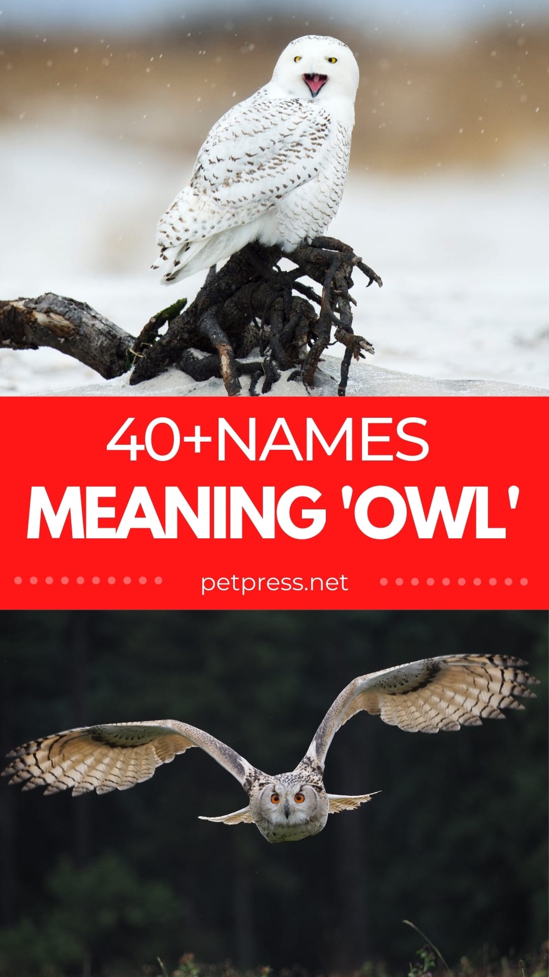 40+ Names Meaning Owl List of Names from Different Languages