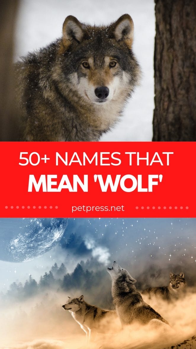 names that mean wolf