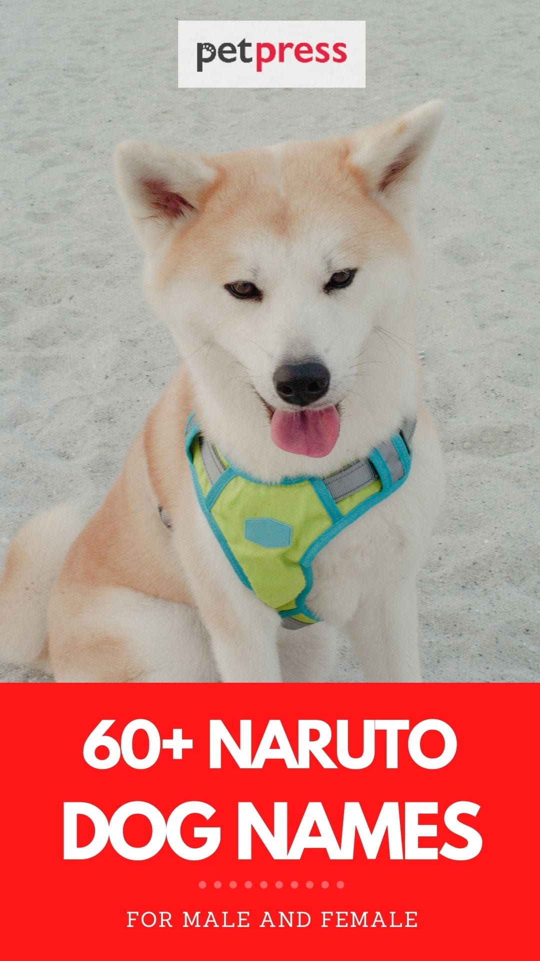The Best 60+ NarutoInspired Dog Names For Your New Puppy
