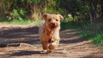 pet-scam