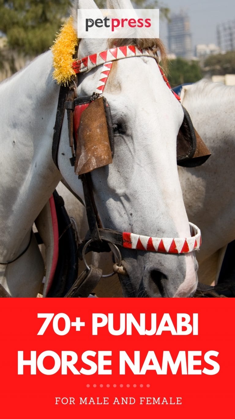 70+ Punjabi Horse Names: The Best Horse Names In Punjabi