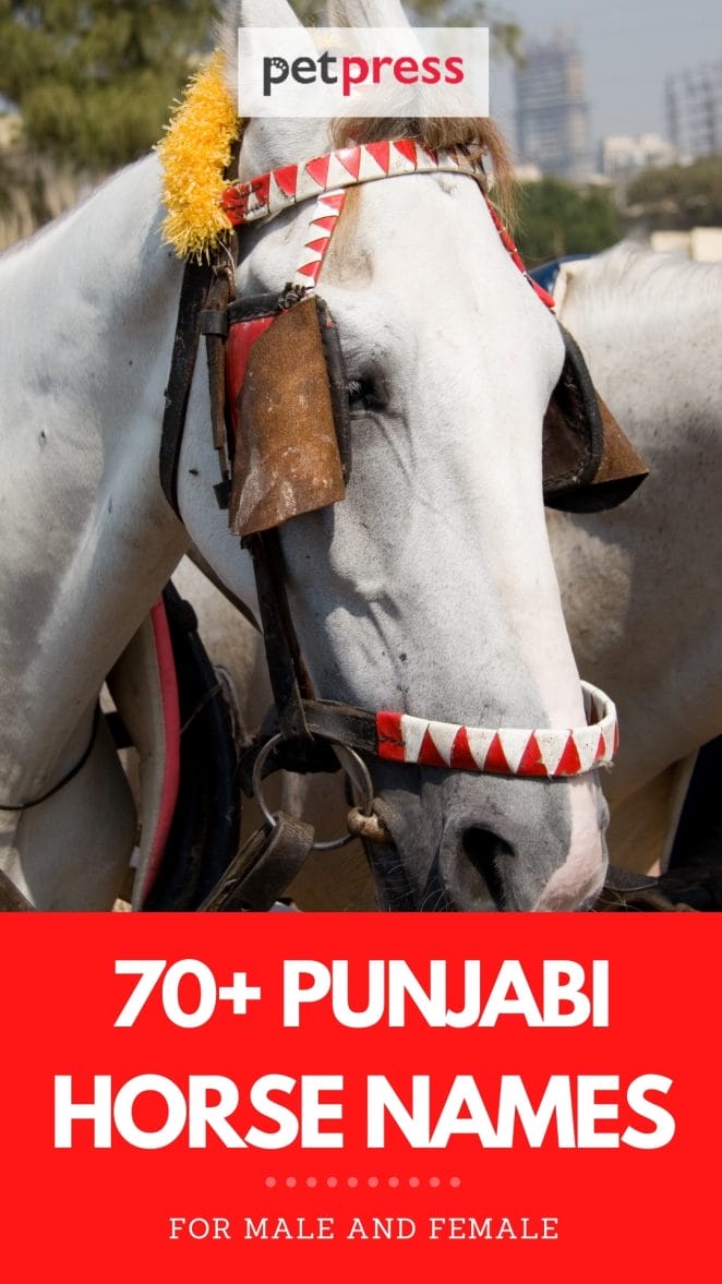 punjabi horse names