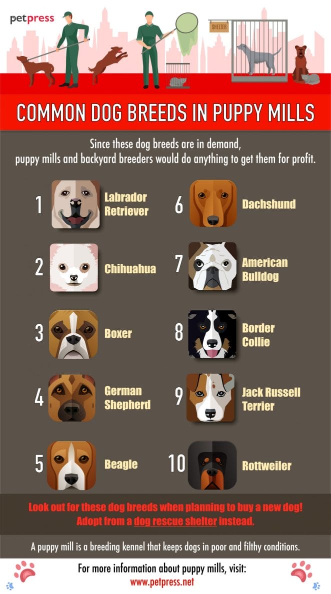 puppy mill dog breeds