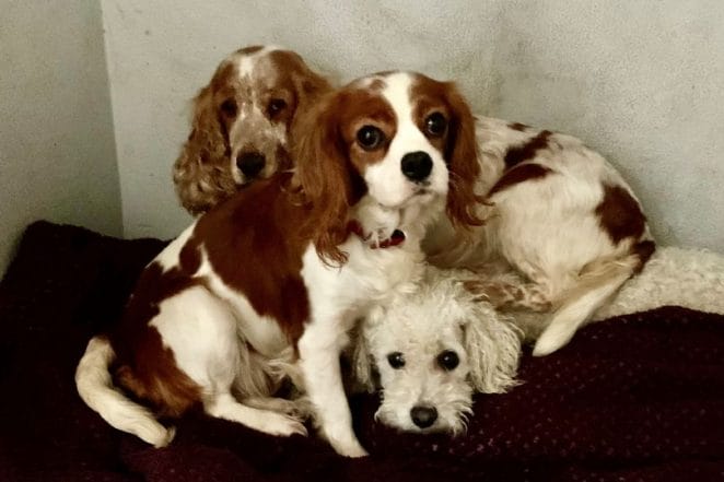 puppy-mills-rescued