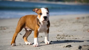 puppy-pitbull