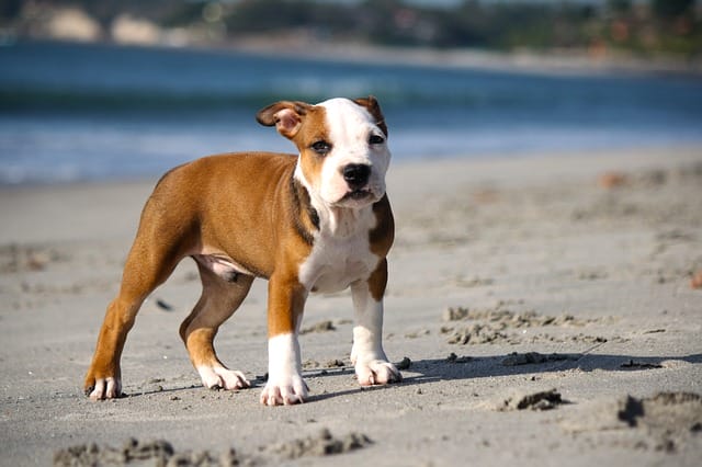 puppy-pitbull