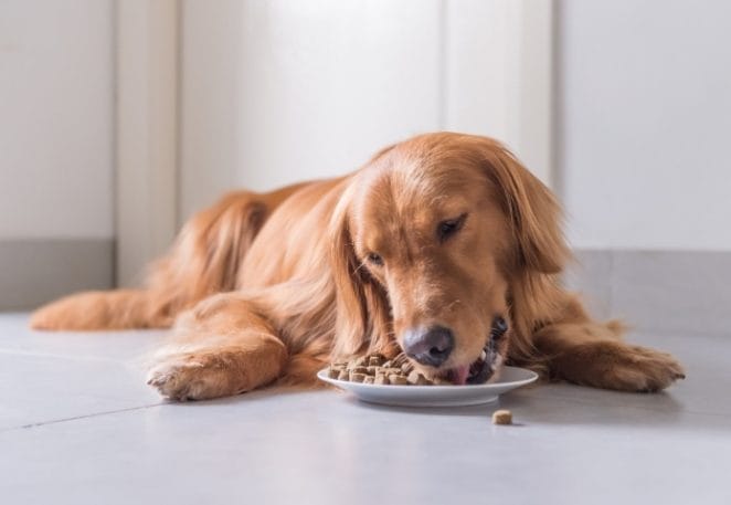 recalled pet food brands