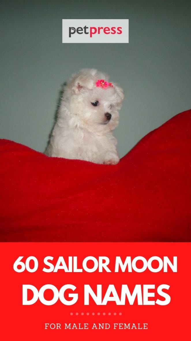 sailor moon names for dogs 