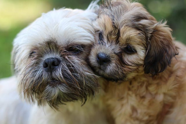 shih-tzu-puppies