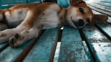 sick-puppy