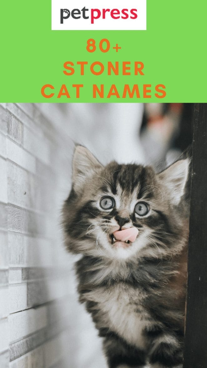 80+ Stoner Cat Names For Your High Feeling Kitten