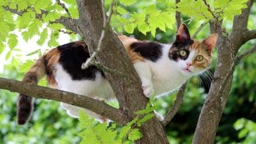 three-colored-cat-names