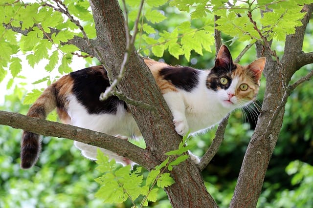 three-colored-cat-names