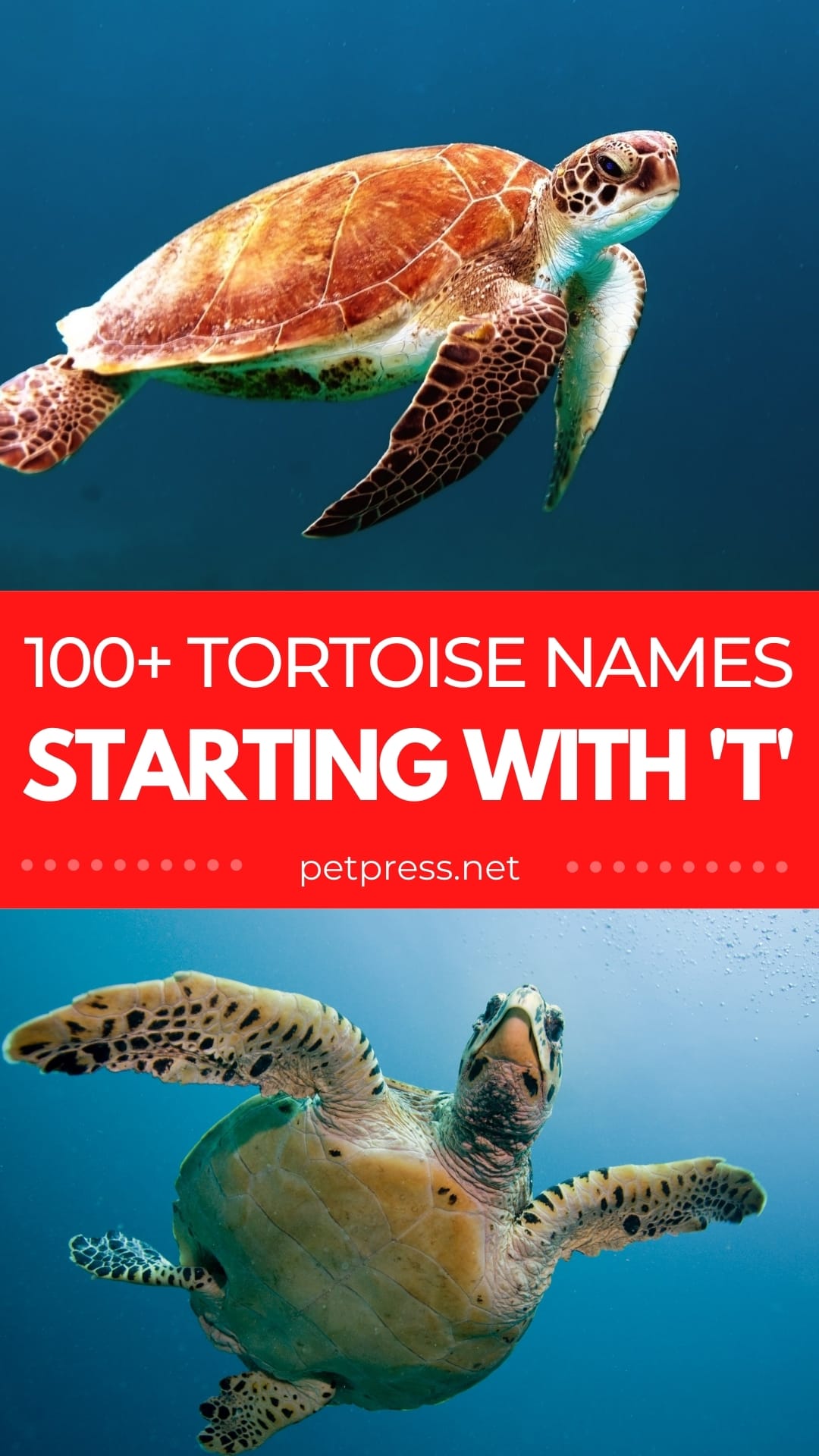 100+ Great Tortoise Names Starting With 'T'