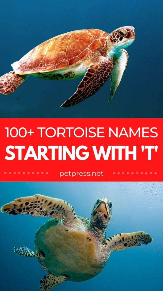tortoise names starting with T