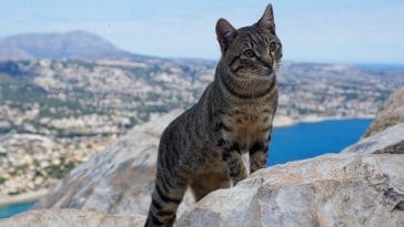 unique-tropical-cat-names