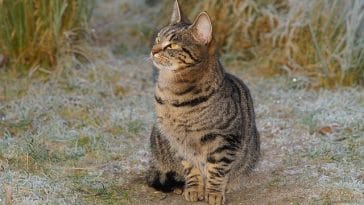 unique-unisex-cat-names