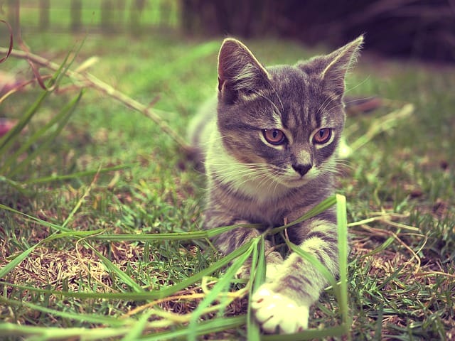 unique-vintage-cat-names